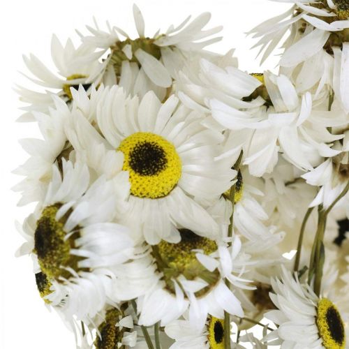 Floristik24 Acroclinium White, kuivat kasvit, olkikukat, kuiva kukkakauppa L20-40cm 25g