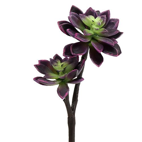 Floristik24 Mehikasvi tumman violetti-harmaa Ø7cm, Ø10cm K30cm