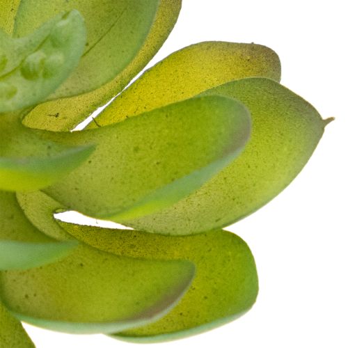 Keinotekoinen vihreä mehikasvi koristeena luoviin asetelmiin | Floristik24.fi
