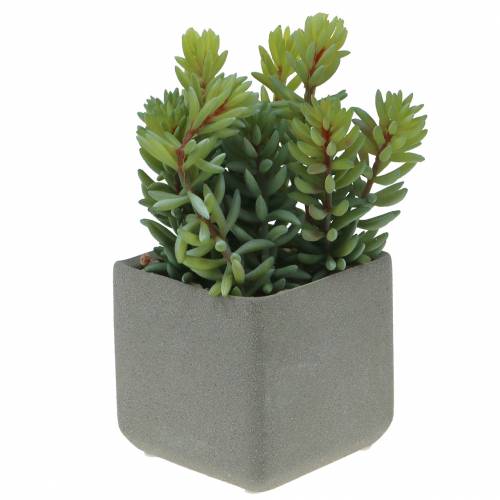 Floristik24 Mehevä käärme sedum ruukussa H16cm