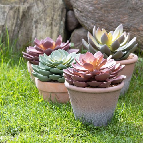 Mehikasvi ruukussa Echeveria keinopunainen vintage Ø15cm K16cm