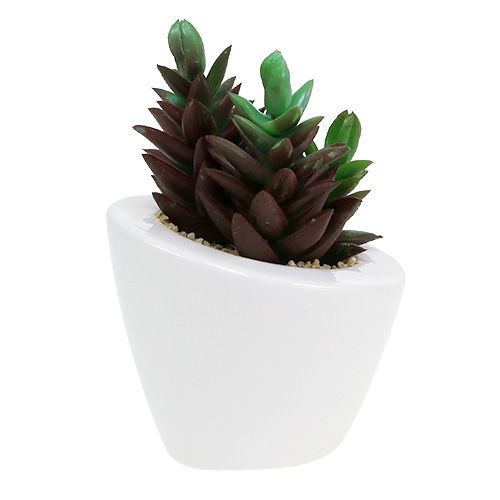 Floristik24 Sukkulenttisekoitus ruukussa 9cm - 11cm 3kpl