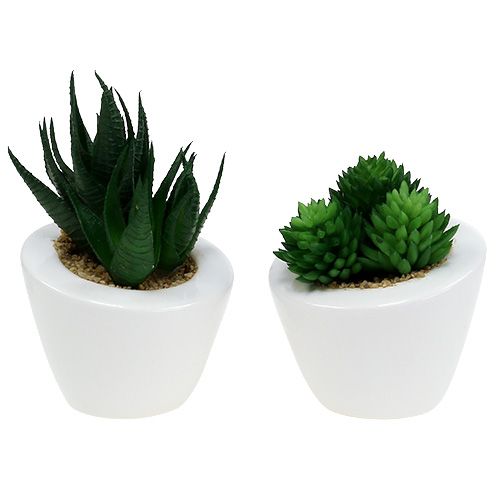 Floristik24 Sukkulenttisekoitus ruukussa 9cm - 11cm 3kpl