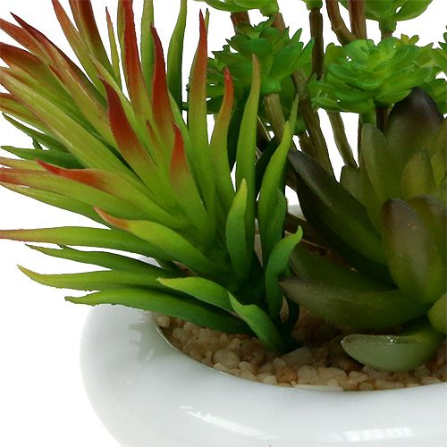Floristik24 Mehikasvit ruukussa Ø12cm K11cm 1kpl