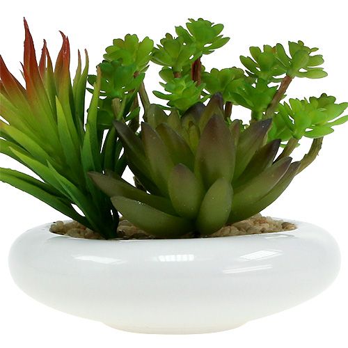 Floristik24 Mehikasvit ruukussa Ø12cm K11cm 1kpl