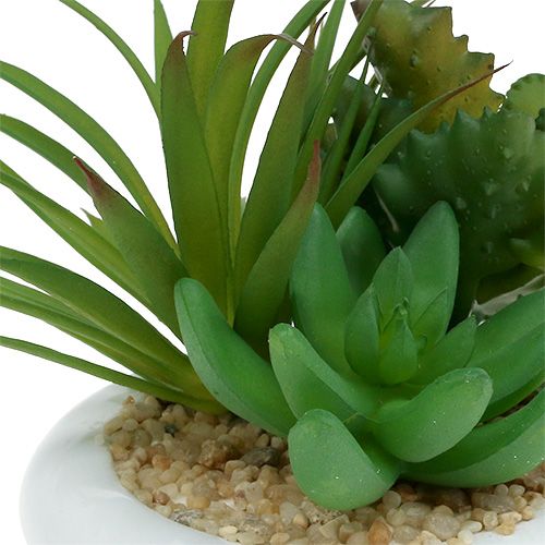 Sukkulentit keraamisessa ruukussa Ø12cm