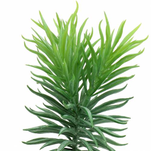 Mehevä Senecio Ragwort Green 20cm