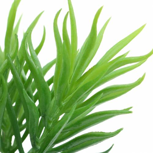 Floristik24 Mehevä Senecio Ragwort Green 20cm
