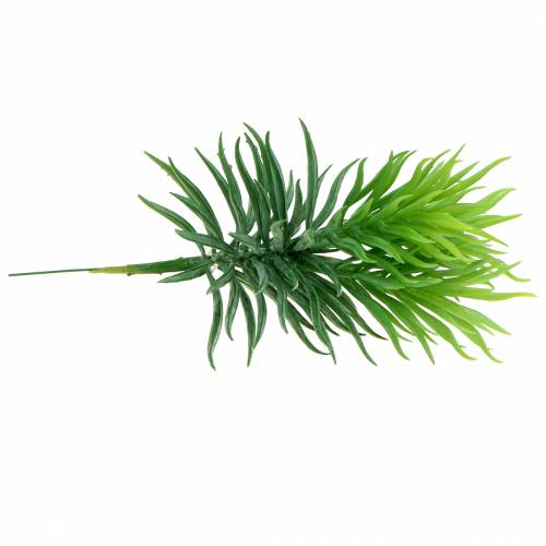 Floristik24 Mehevä Senecio Ragwort Green 20cm