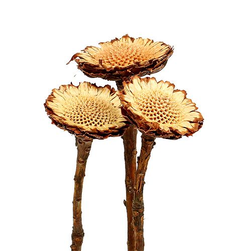 kohteita Susannae Rosette Light 50 kpl