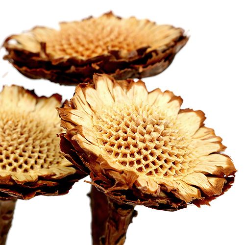 kohteita Susannae Rosette Light 50 kpl