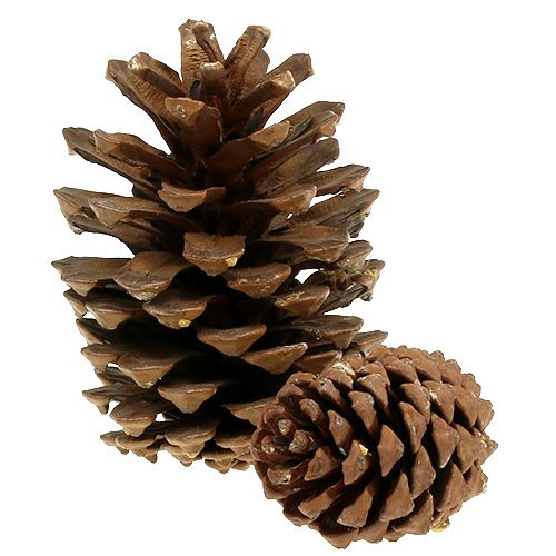Floristik24 Käpyseos iso 14kg