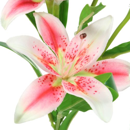 Floristik24 Tiger Lily Pinkki, valkoinen 60cm