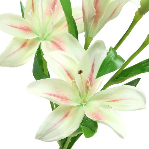 kohteita Tiger Lily Cream 60cm