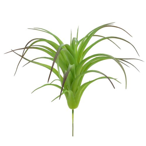 Floristik24 Deco tillandsia vihreä 16cm 4kpl