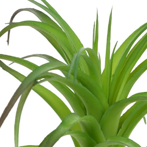 Floristik24 Deco tillandsia vihreä 16cm 4kpl