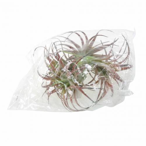 Floristik24 Tillandsia vihreä-punainen parveni 15cm 4kpl