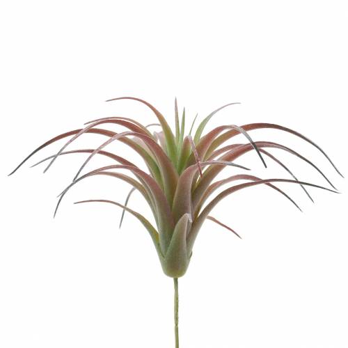 Floristik24 Tillandsia vihreä-punainen parveni 15cm 4kpl