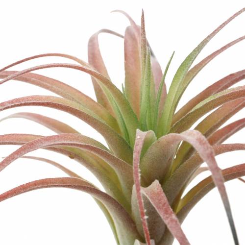 Floristik24 Tillandsia vihreä-punainen parveni 15cm 4kpl