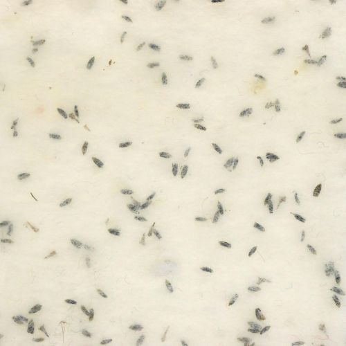 Floristik24 Huopanauha laventelin kukilla, koristenauha, ruukkunauha, villahuopa kermanvalkoinen 15cm 5m