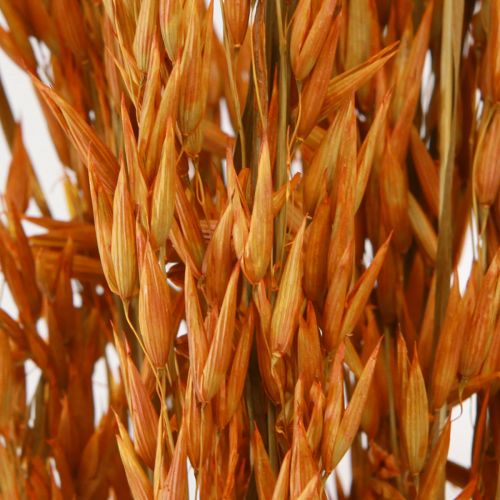 kohteita Dry Deco Oat Deco oranssina L64cm 70-75g 2kpl