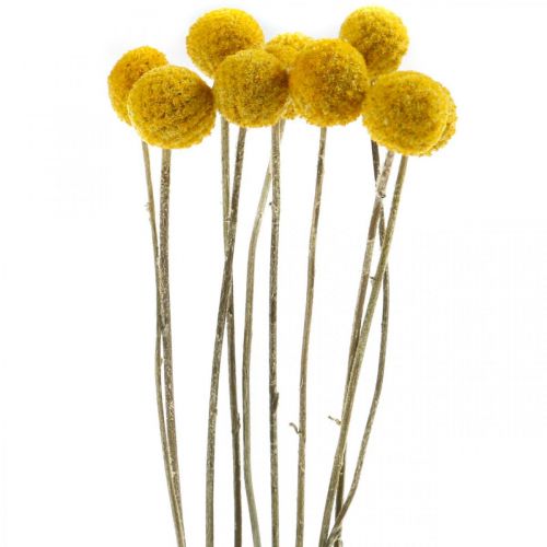 kohteita Craspedia Dryed Flowers Drumsticks Keltainen 70cm 10kpl