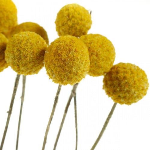 kohteita Craspedia Dried Flowers Drumsticks Keltainen 70cm 10 kpl