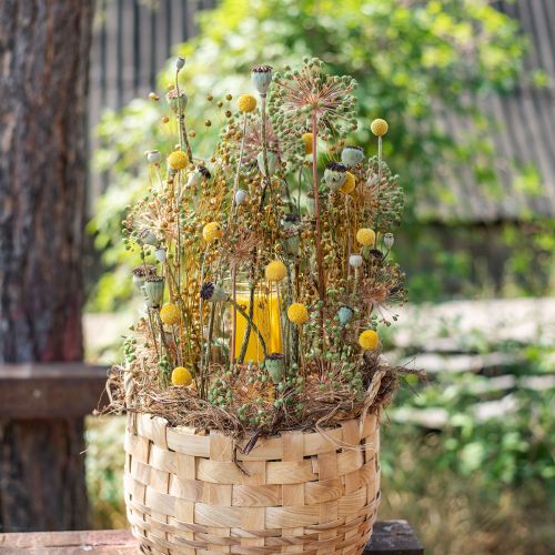 kohteita Craspedia Dried Flowers Drumsticks Keltainen 70cm 10 kpl