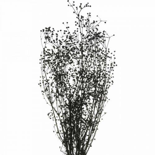 Floristik24 Kuivatut kukka Massasa musta luonnonkoristelu 50-55cm nippu 10kpl