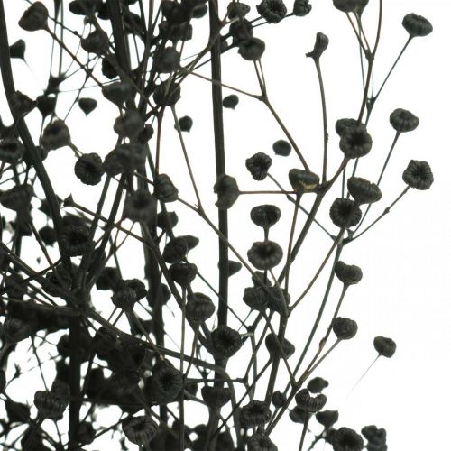 Floristik24 Kuivatut kukka Massasa musta luonnonkoristelu 50-55cm nippu 10kpl