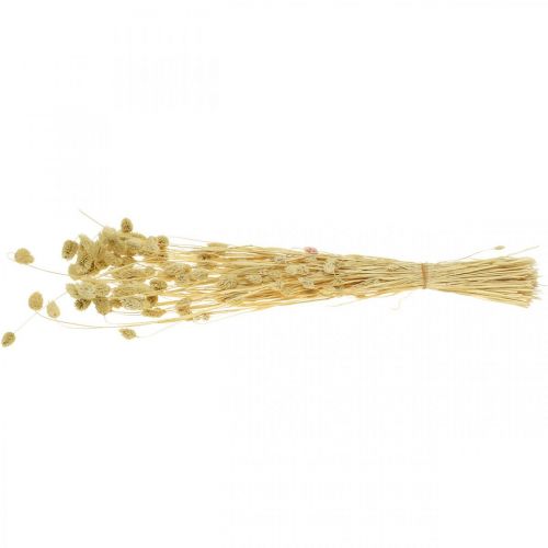 Floristik24 Kuivakukka Phalaris, koristeellinen ruohokimppu, kuiva floristiikka, boho luonto, valkaistu L55cm 100g