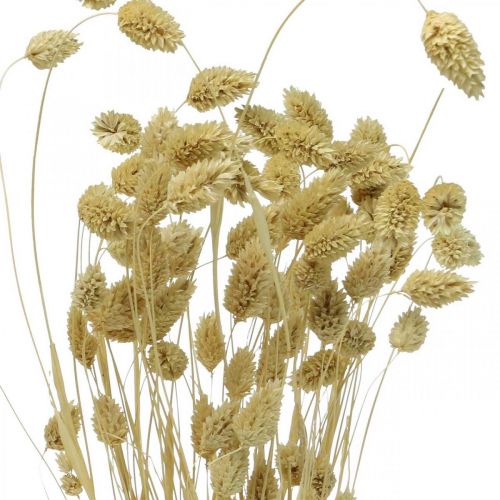 Floristik24 Kuivakukka Phalaris, koristeellinen ruohokimppu, kuiva floristiikka, boho luonto, valkaistu L55cm 100g