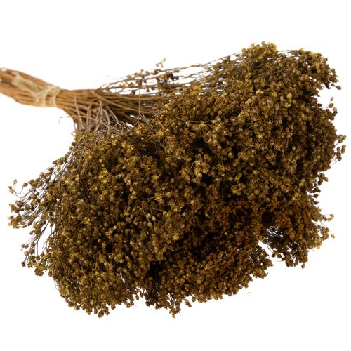kohteita Kuivatut kukat Broom Bloom Olive Green 160g 48cm