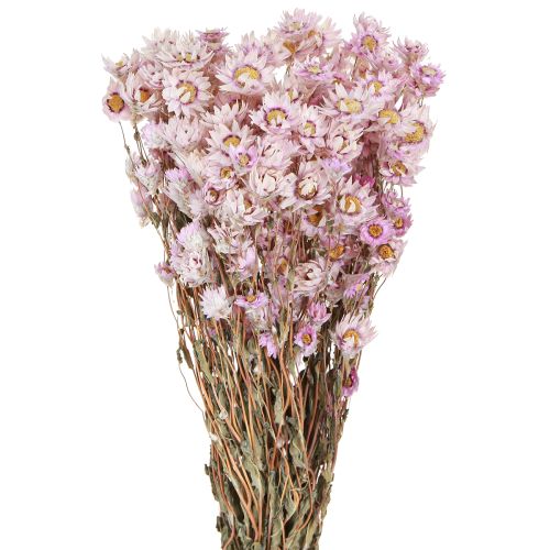 Floristik24 Kuivatut kukat Nippu kuiva koriste kamomilla pinkki 65cm 50g