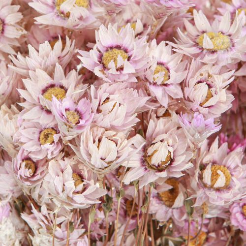 Floristik24 Kuivatut kukat Nippu kuiva koriste kamomilla pinkki 65cm 50g