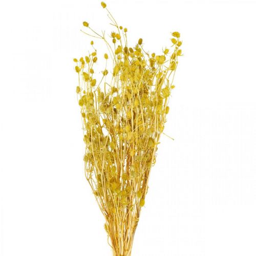 Kuivatut kukat Keltainen kuivaohdake Mansikkaohdake 100g