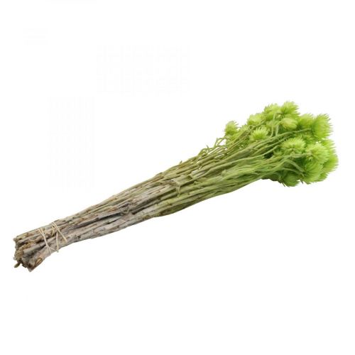 kohteita Kuivatut kukat korkkikukat vaaleanvihreät olkikukat H42cm