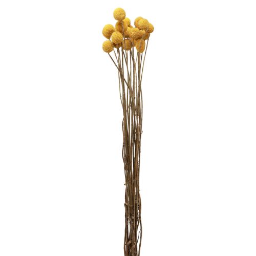 Floristik24 Kuivatut kukat Craspedia kuivattu, koivet keltainen 50cm 20 kpl