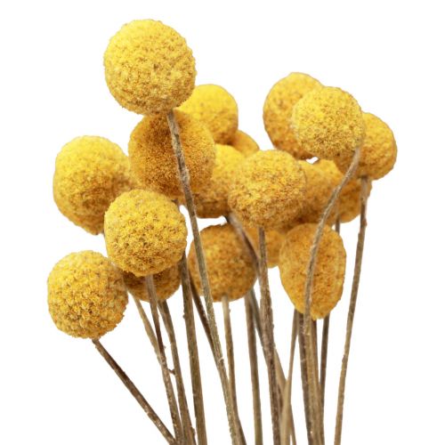 Floristik24 Kuivatut kukat Craspedia kuivattu, koivet keltainen 50cm 20 kpl