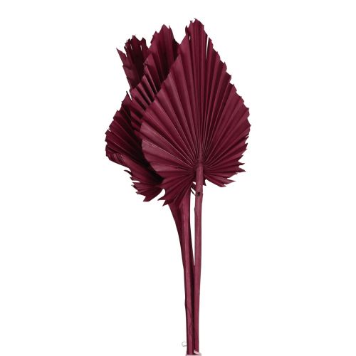 Floristik24 Kuivatut kukat koriste, palmu keihäs kuivattu viininpunainen 37cm 4kpl