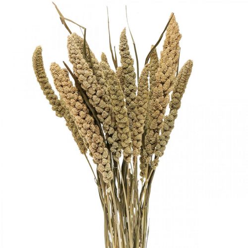 Kuivatut kukat hirssijyvä deco kuiva floristiikka 65cm 100g