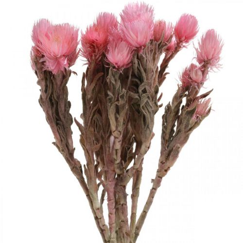 kohteita Kuivatut kukat Lippiskukat Vaaleanpunaiset olkikukat Kuivat kukat K30cm