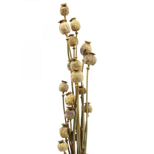 Floristik24 Kuivatut kukka-unikonsiemenkapseli keltainen papaver deco unikko 75g