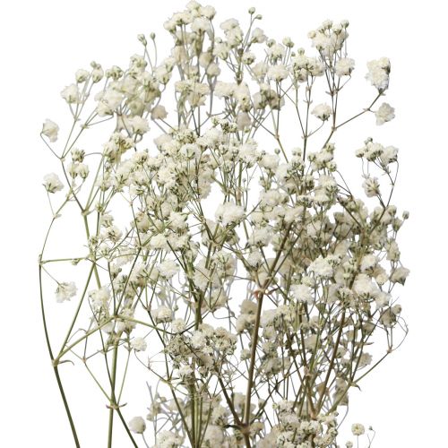 Floristik24 Kuivatut kukat Gypsophila Gypsophila White 58cm 7g
