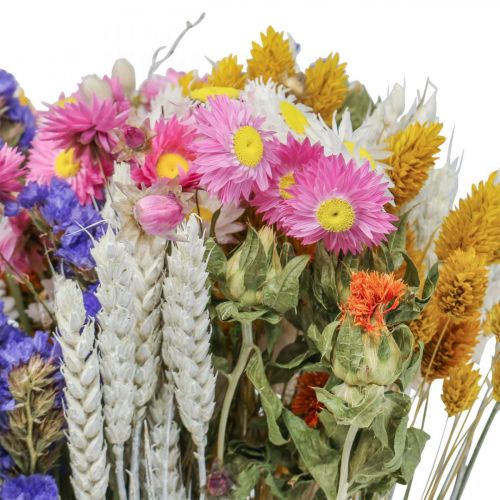 Floristik24 Kimppu kuivattuja kukkia meri laventeli Phalaris jyvä 55cm