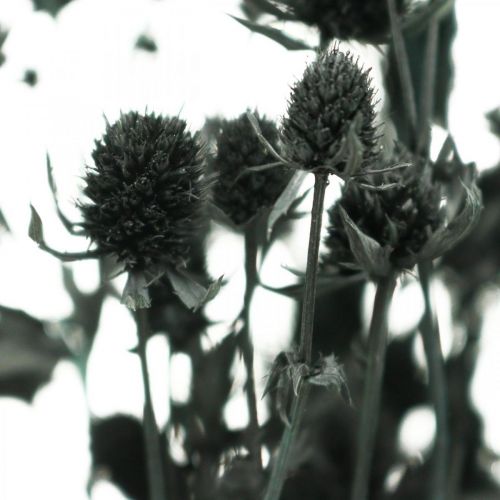 Floristik24 Dry Thistle Black Strawberry Thistle Kuivatut kukat 100g