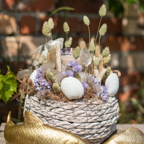 Floristik24 Kuivatut ruohot Phalaris kuivattu kuiva floristinen luonto 55cm 80g