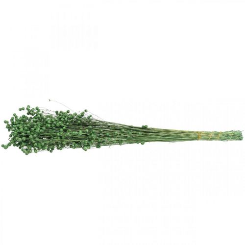 kohteita Kuivattu ruoho Kuivattu pellavanvihreä H50-55cm 80g