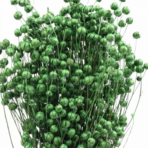 kohteita Kuivattu ruoho Kuivattu pellavanvihreä H50-55cm 80g