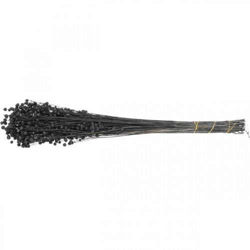 kohteita Kuivattu ruoho Kuivattu pellava Musta H50-55cm 80g